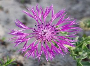 Flor Centaurea
