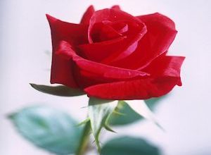 Flor Rosa Vermelha